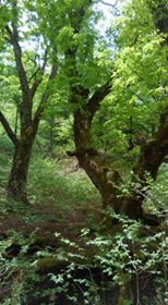 13174098_805701556197658_2641909903842272074_n